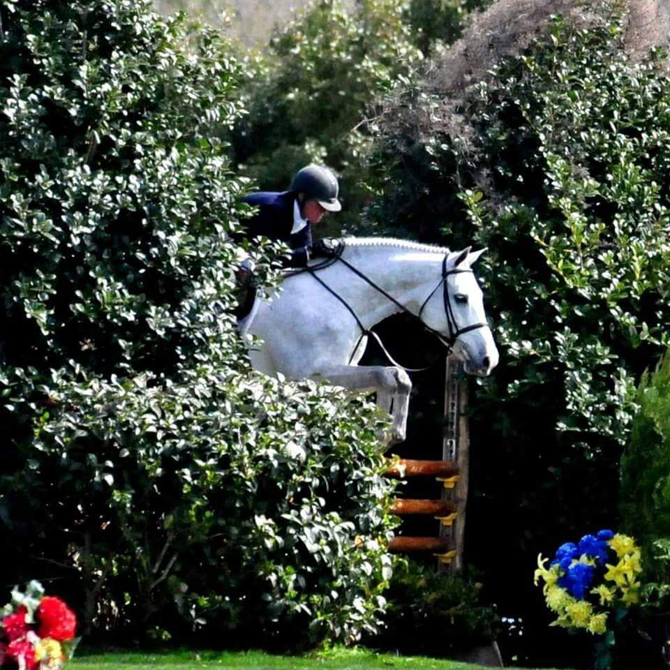 A horse and rider jumping over a tree.