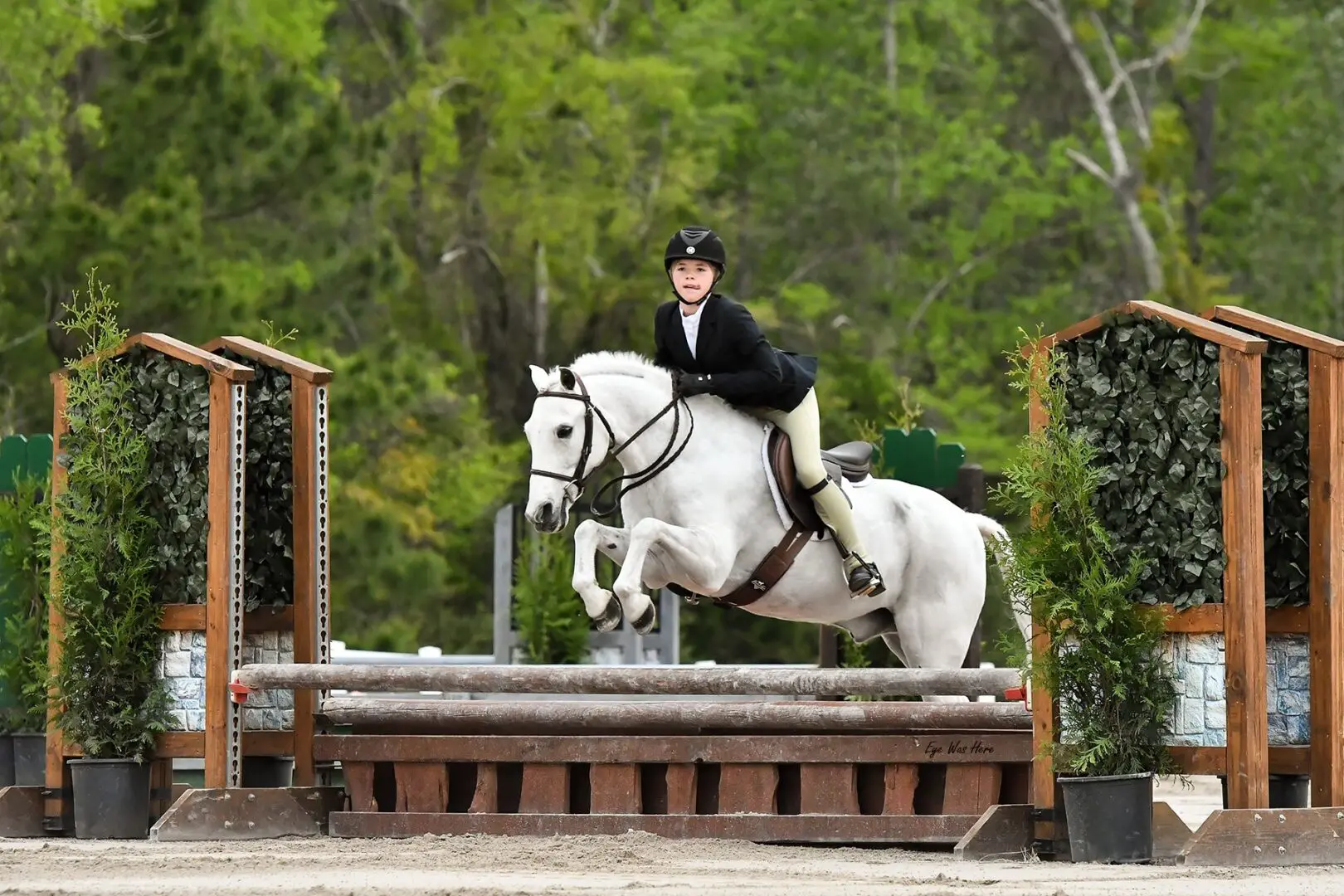 A person riding on the back of a white horse.